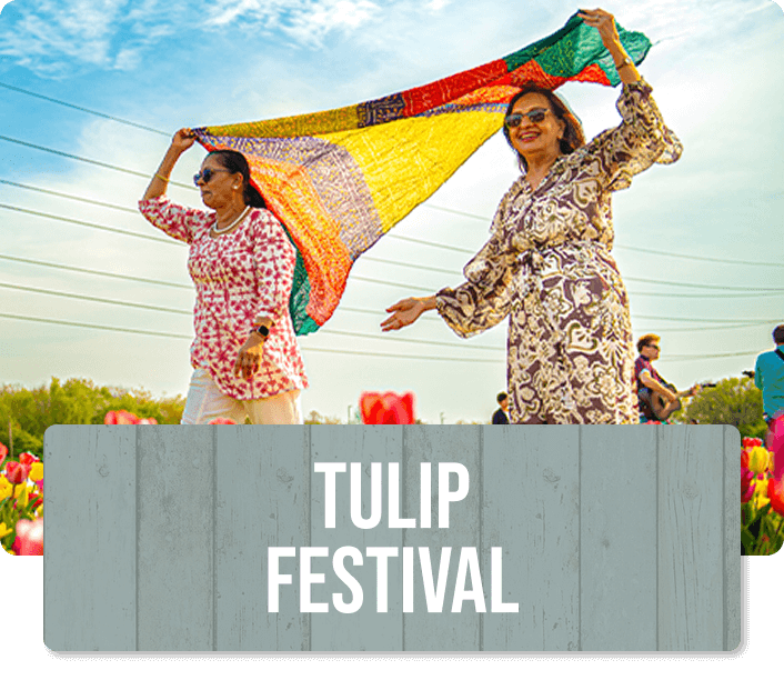 Panel for Tulleys Tulips